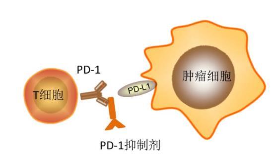 用了替雷利珠单抗发烧(图1)